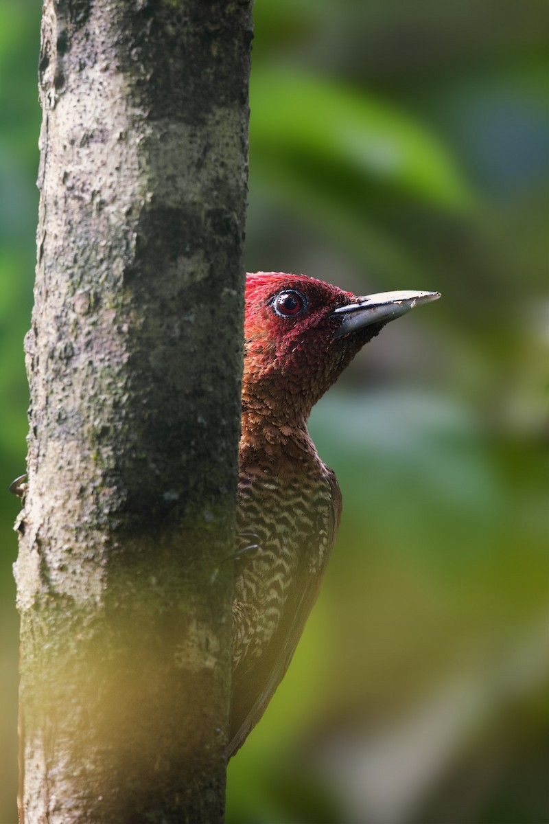 žluna suříková - ML645198201