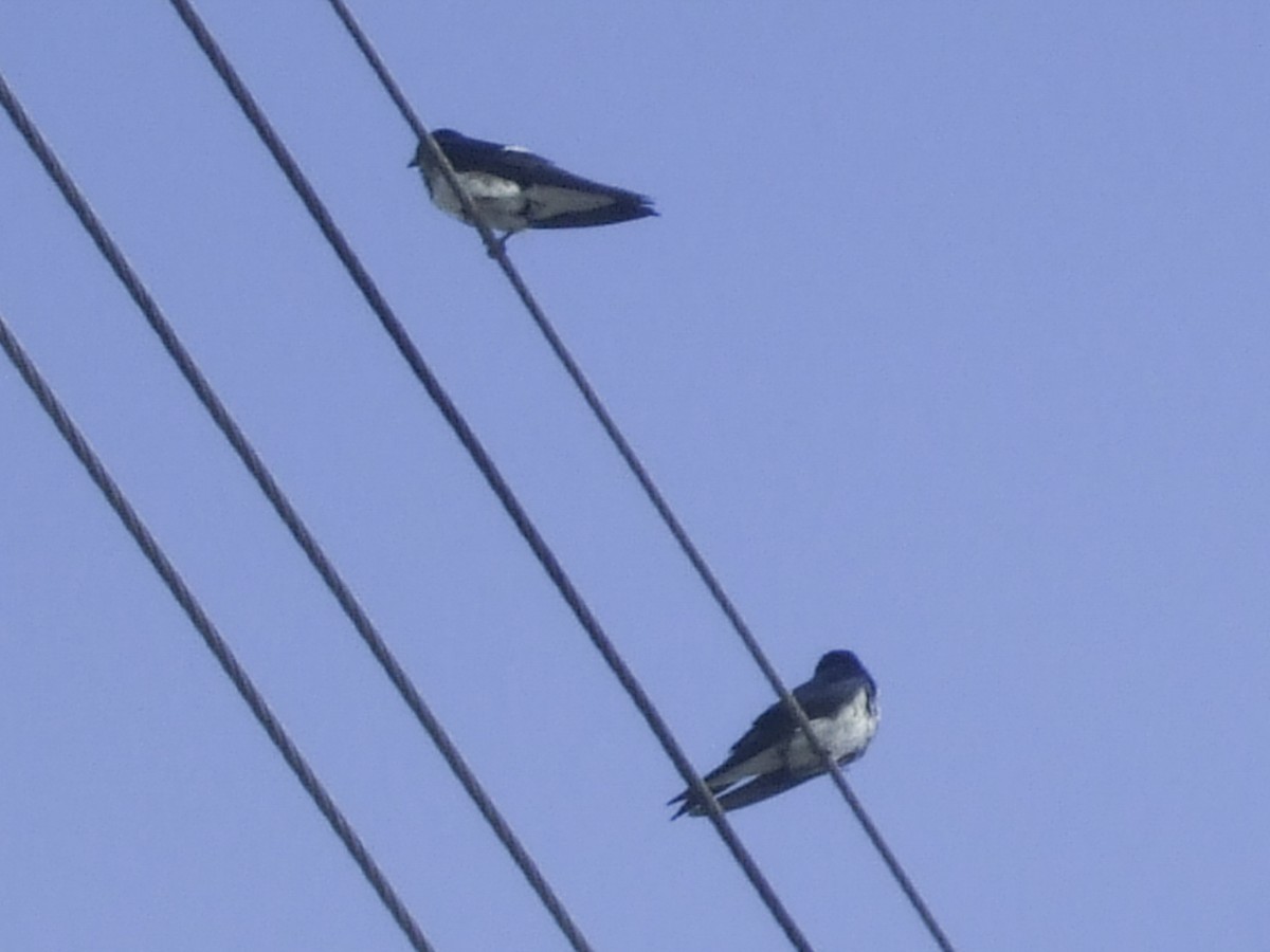 Gray-breasted Martin - ML645198204