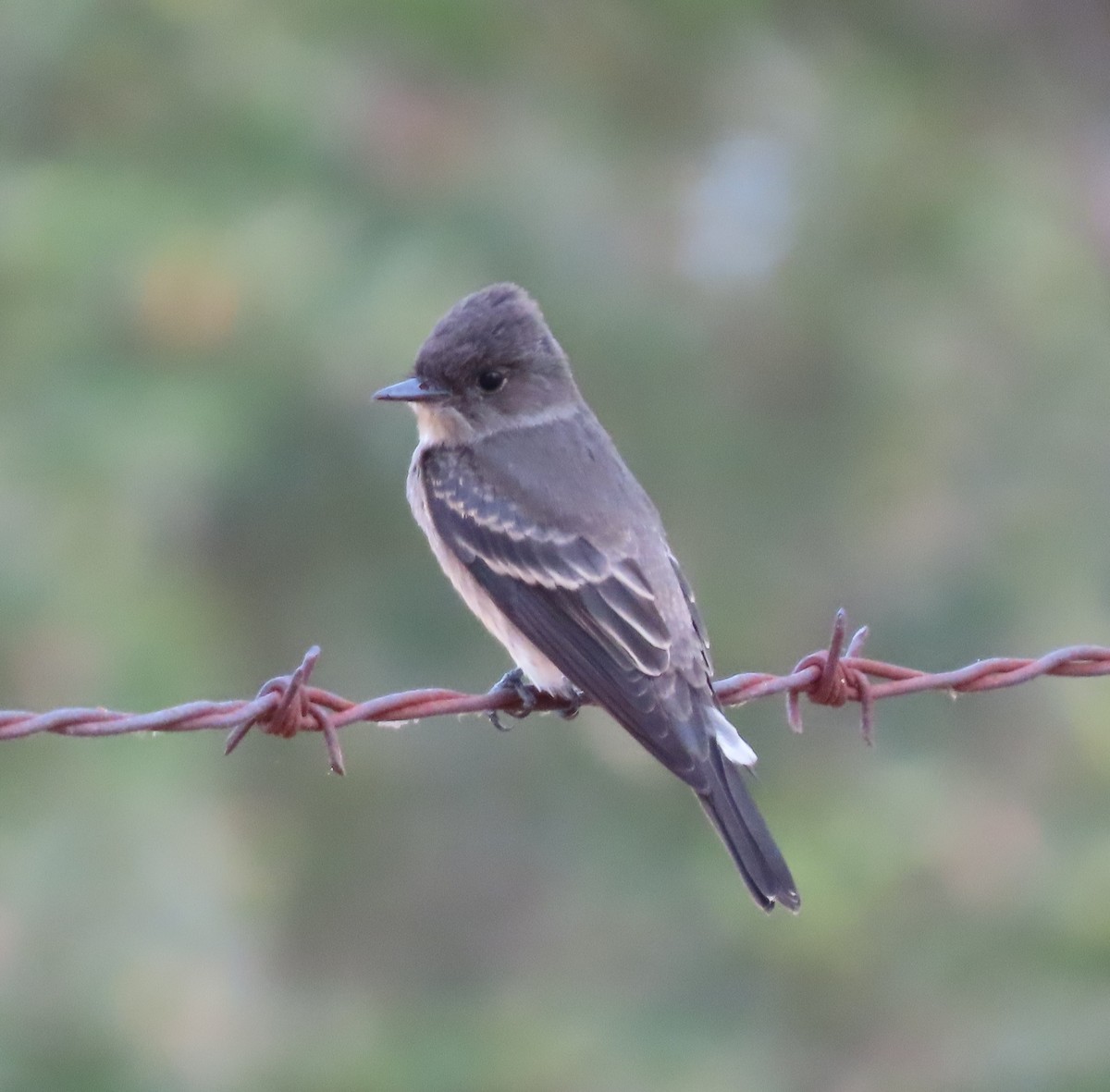 Western Wood-Pewee - ML645198205