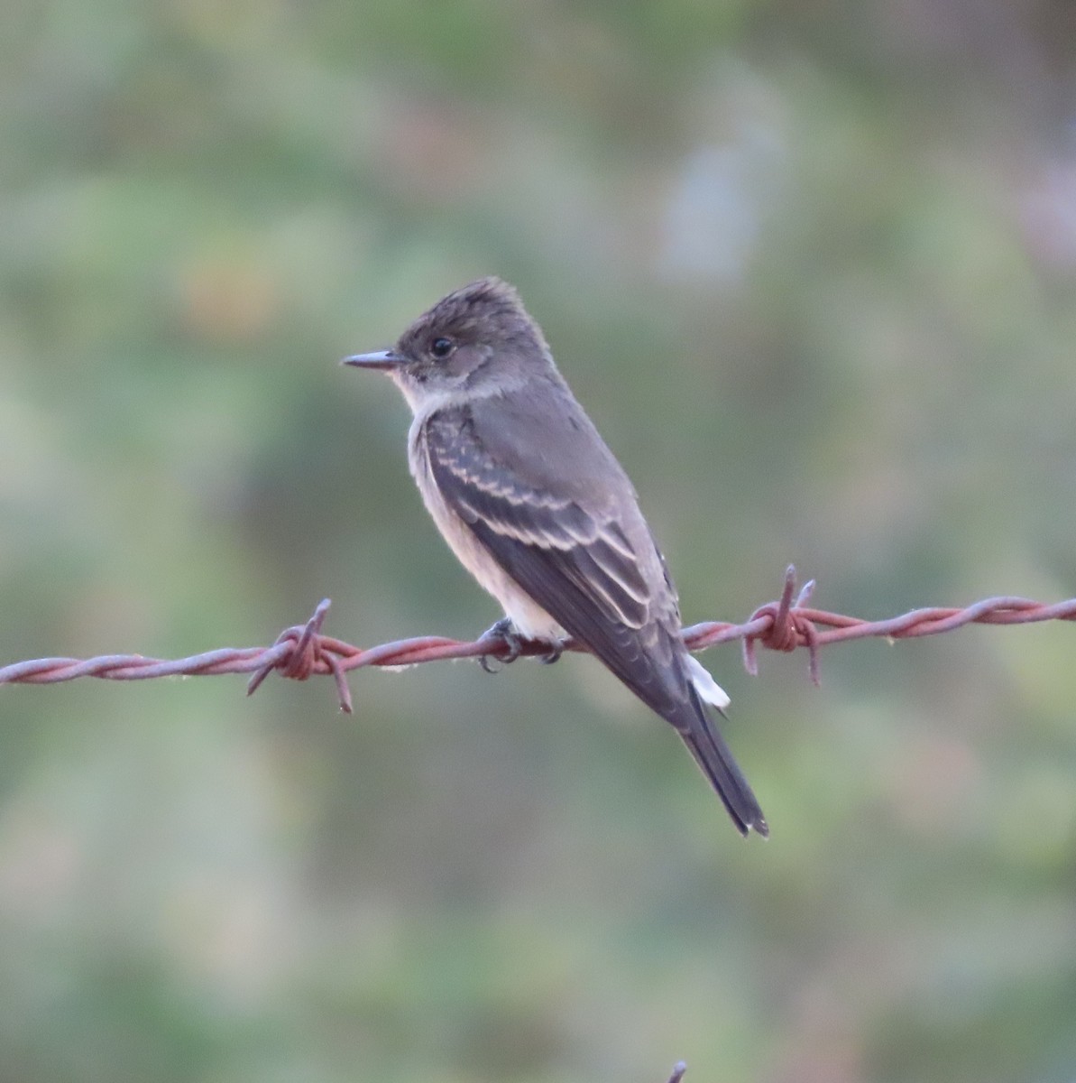 Western Wood-Pewee - ML645198206