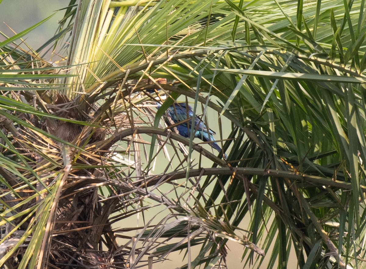 leskoptev kovová - ML645198207