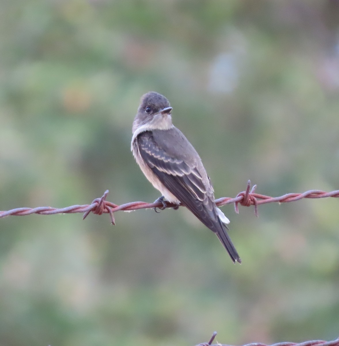 Western Wood-Pewee - ML645198209