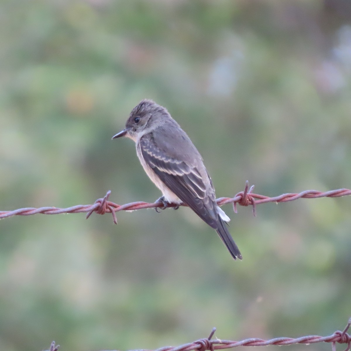 Western Wood-Pewee - ML645198211