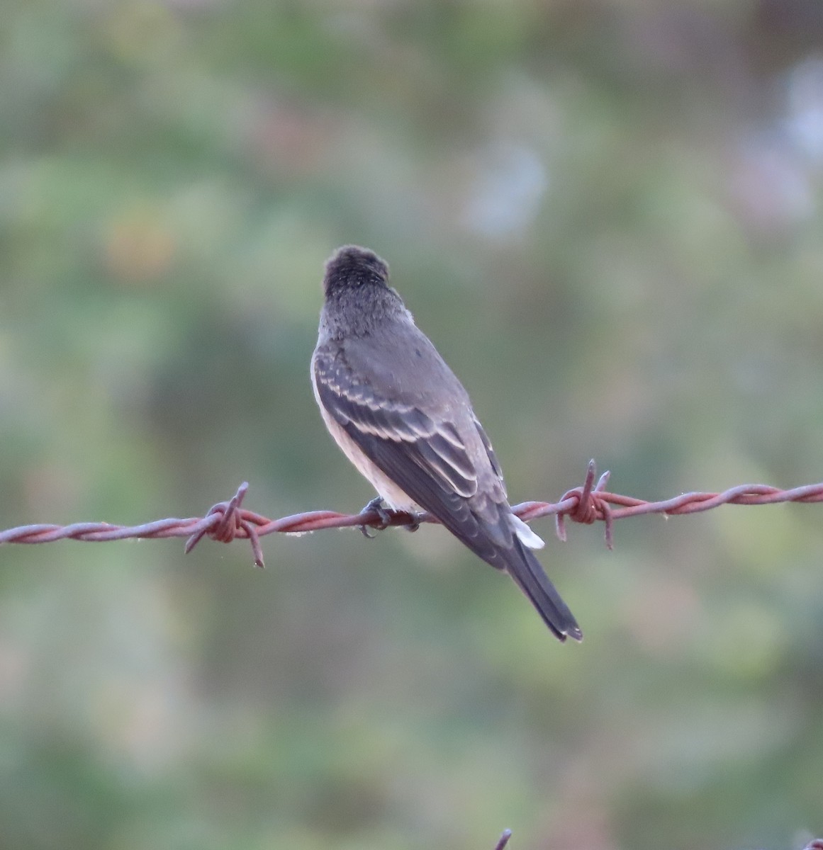 Western Wood-Pewee - ML645198212