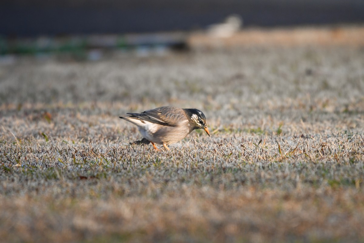 灰椋鳥 - ML645198213