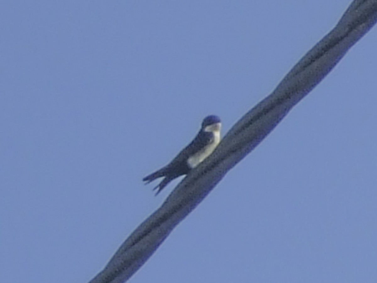 Blue-and-white Swallow (cyanoleuca) - ML645198215