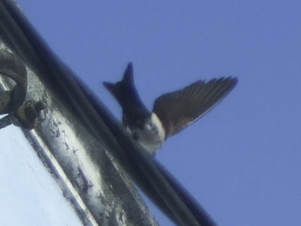 Blue-and-white Swallow (cyanoleuca) - ML645198217