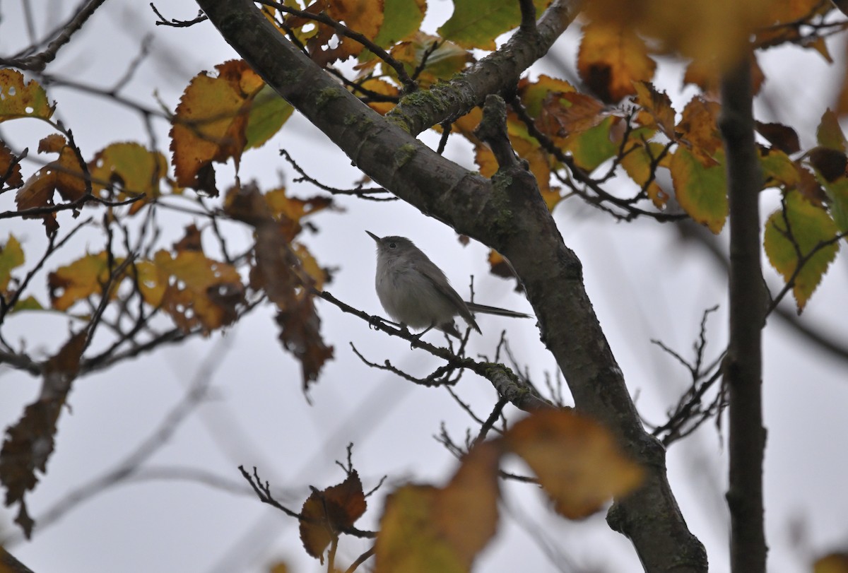Blue-gray Gnatcatcher - ML645198218