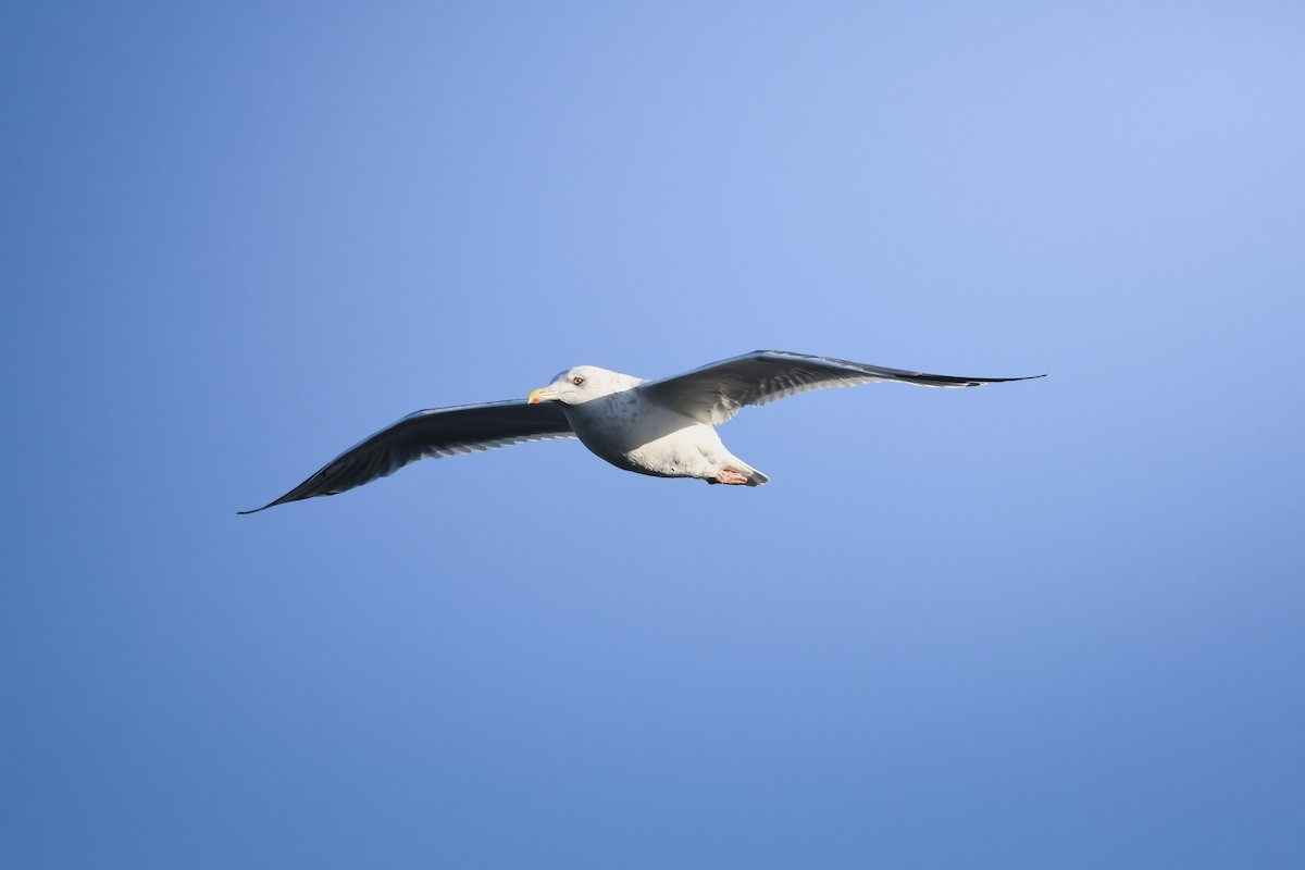 西伯利亞銀鷗 - ML645198219