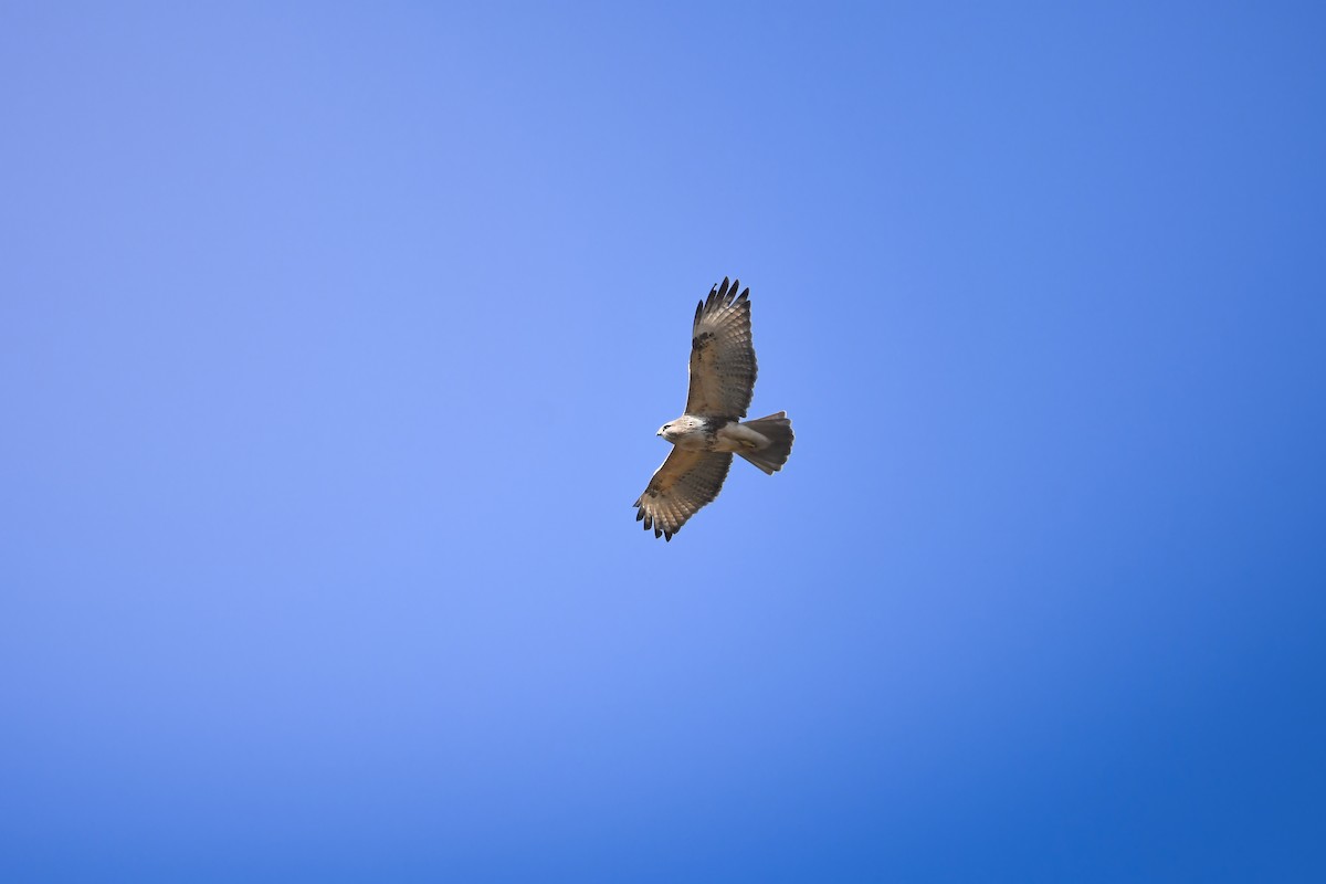 東方鵟 - ML645198231