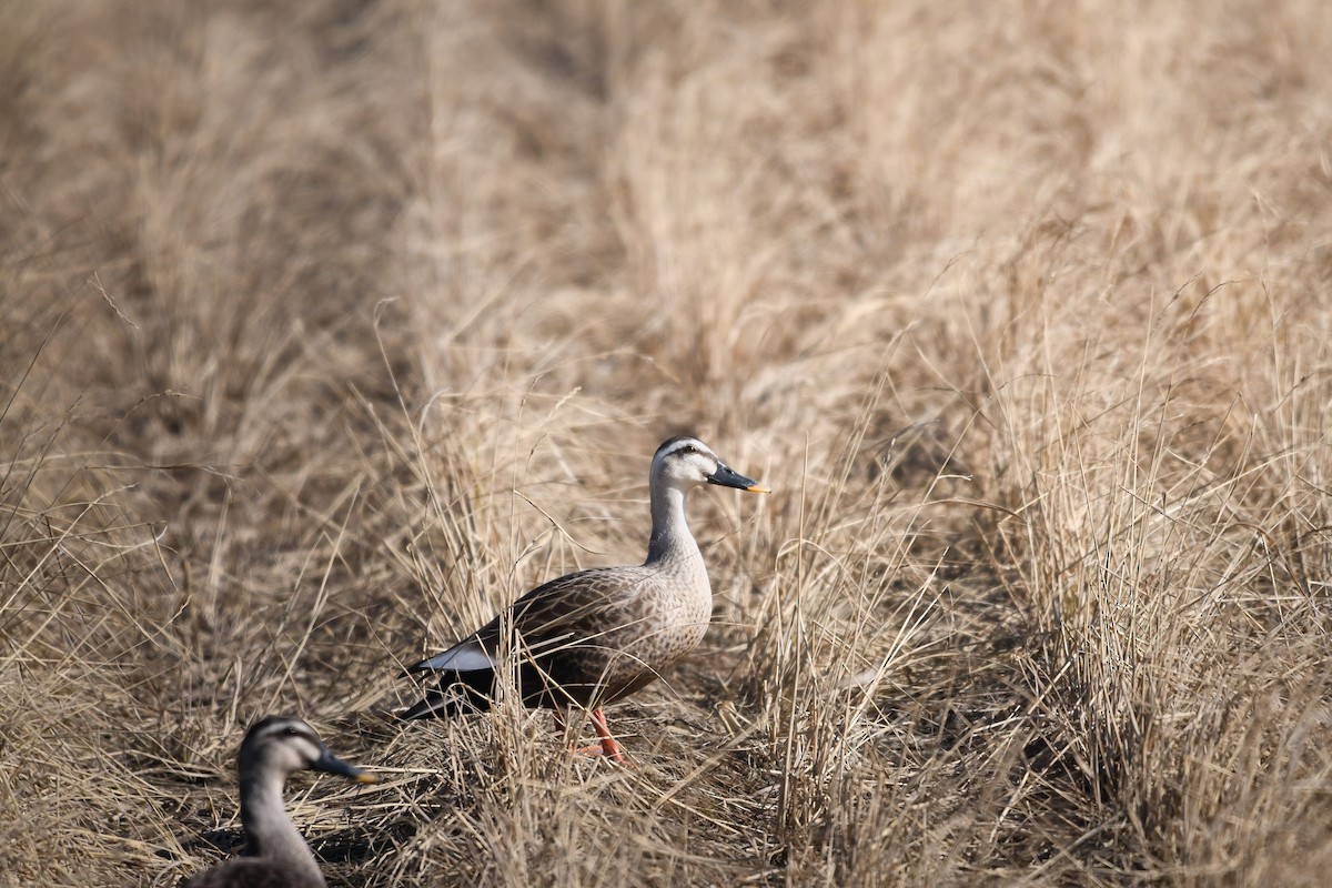 花嘴鴨 - ML645198240