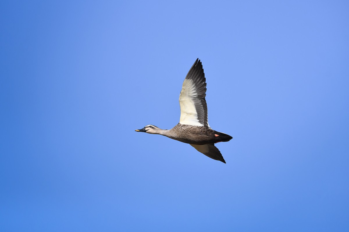 花嘴鴨 - ML645198241