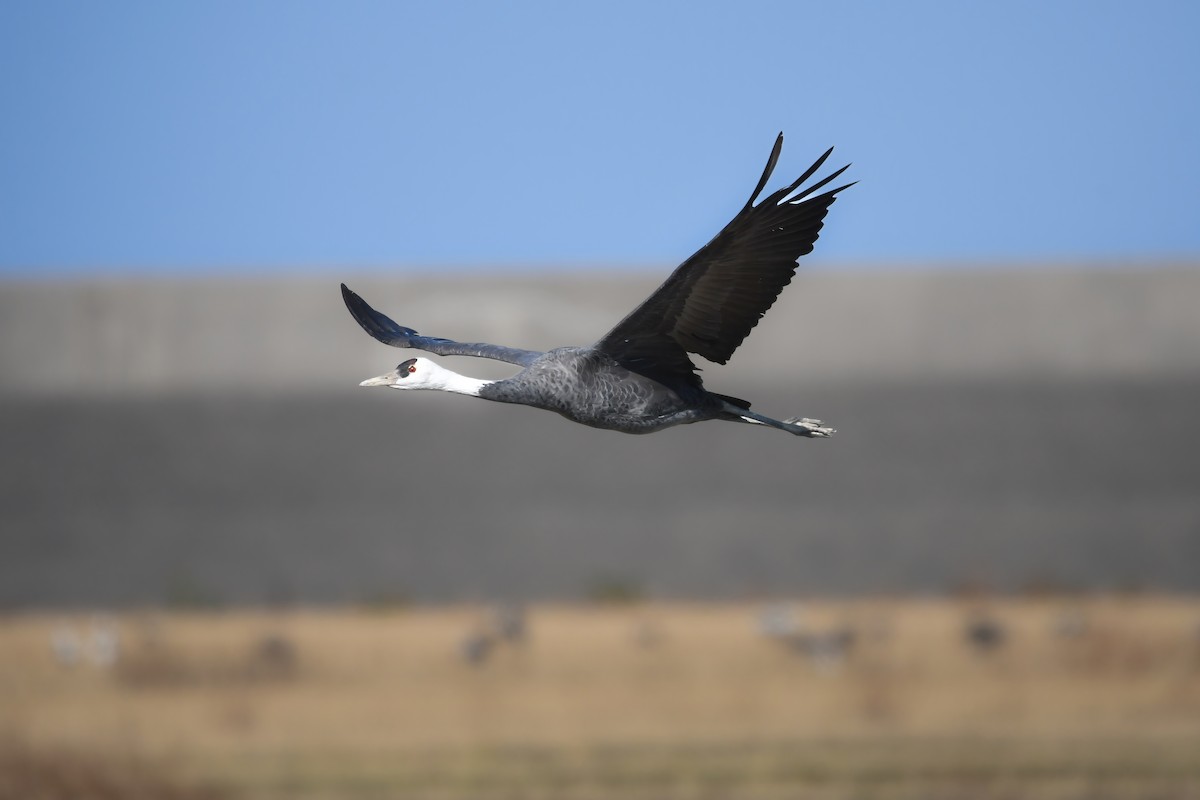 白頭鶴 - ML645198242