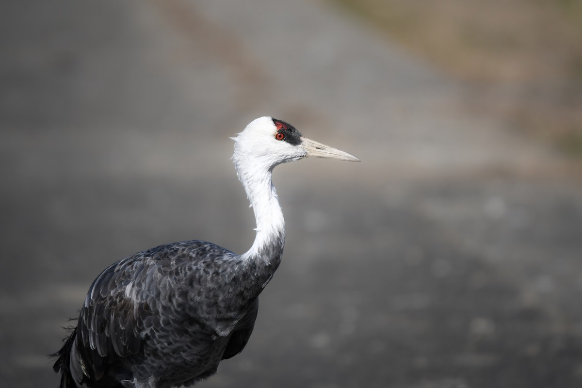 白頭鶴 - ML645198243