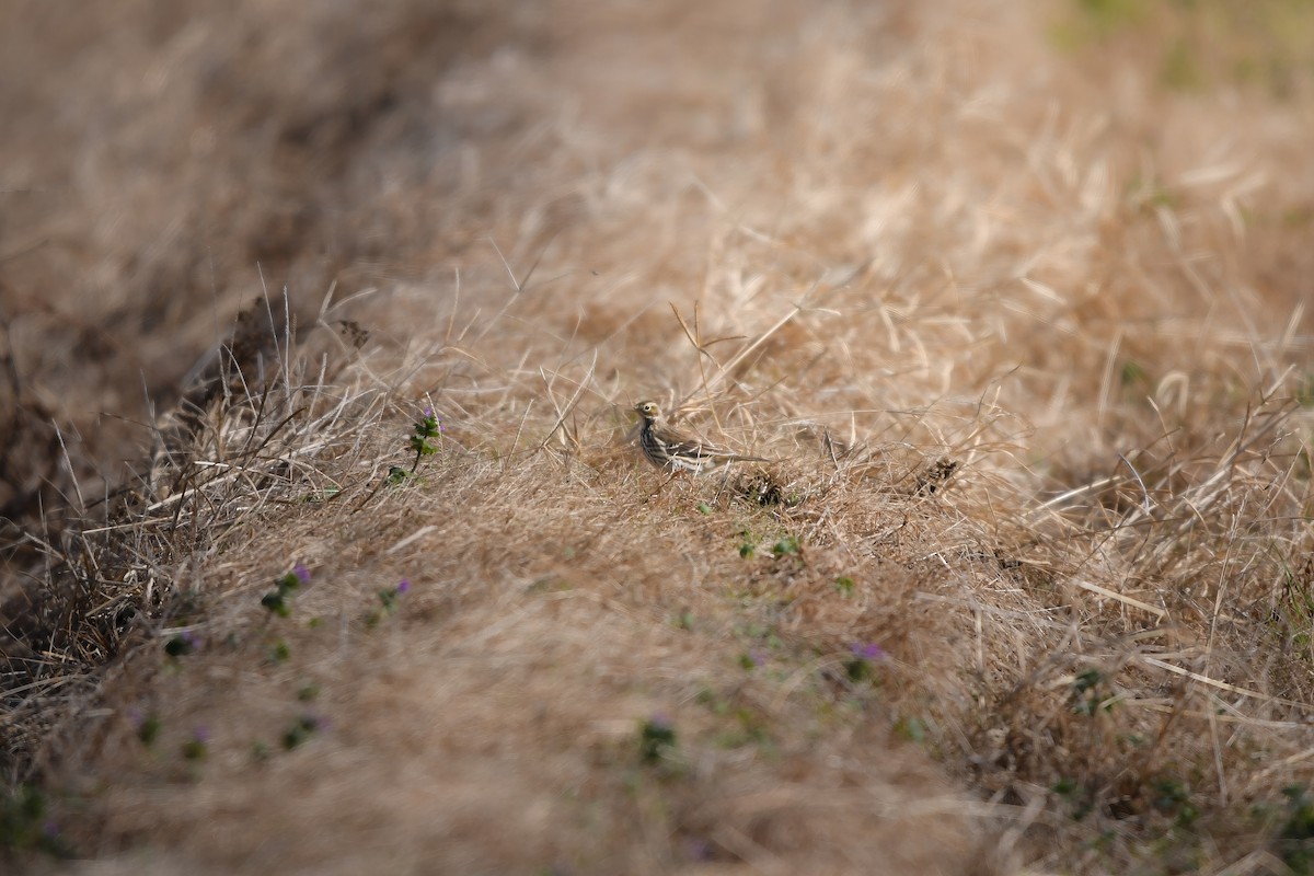 黃腹鷚 - ML645198250