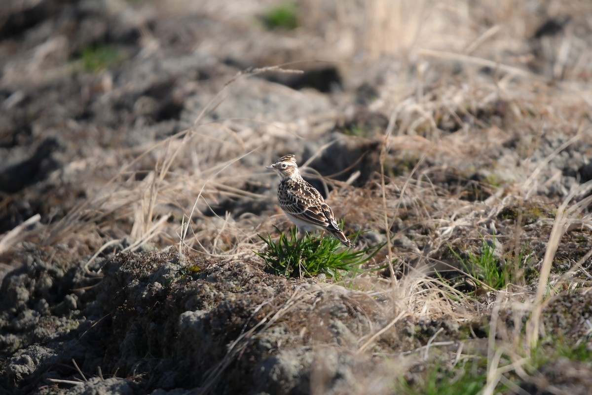 歐亞雲雀 - ML645198252