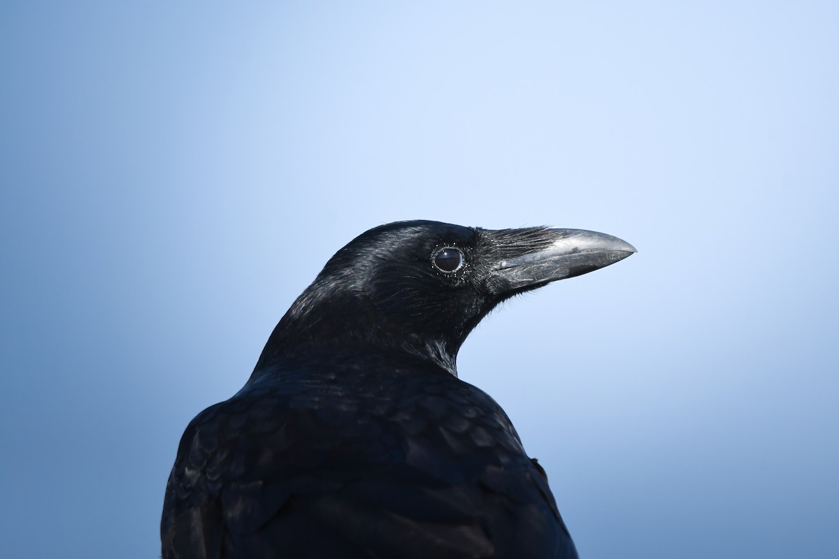 小嘴烏鴉 - ML645198253