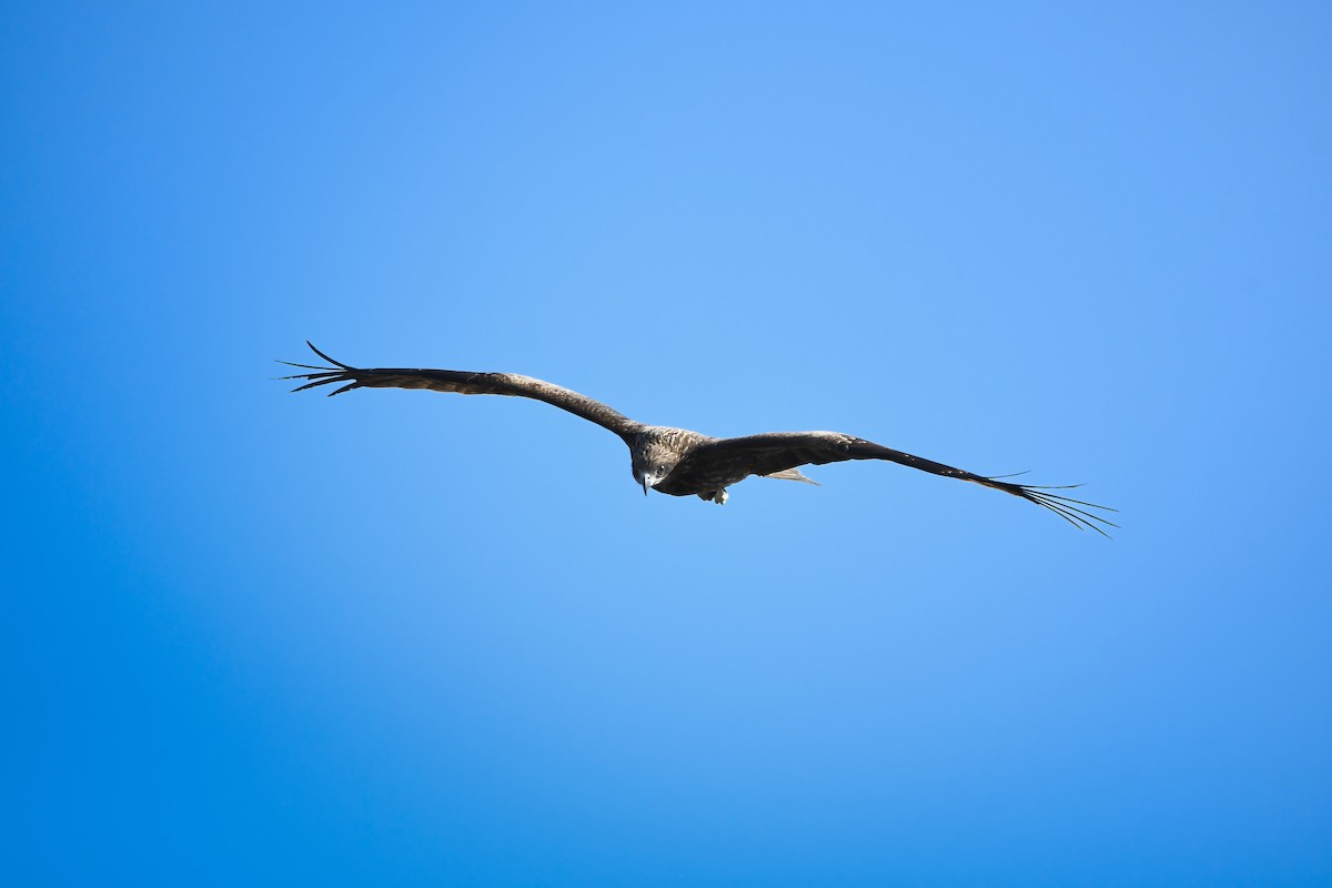 黑鳶 - ML645198256