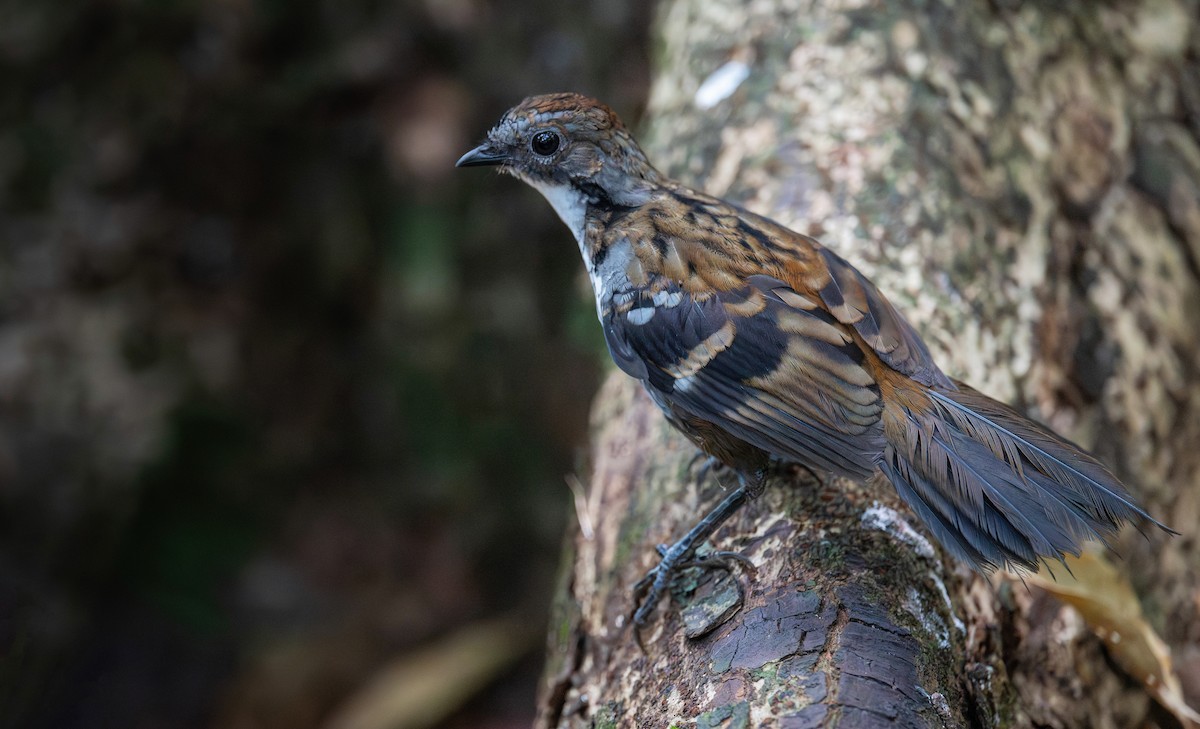 Australian Logrunner - ML645198257