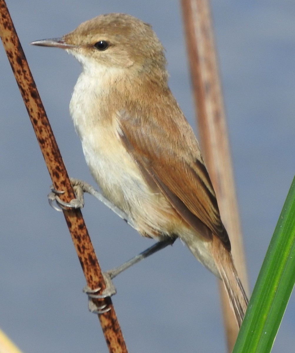 rákosník jižní - ML645198261