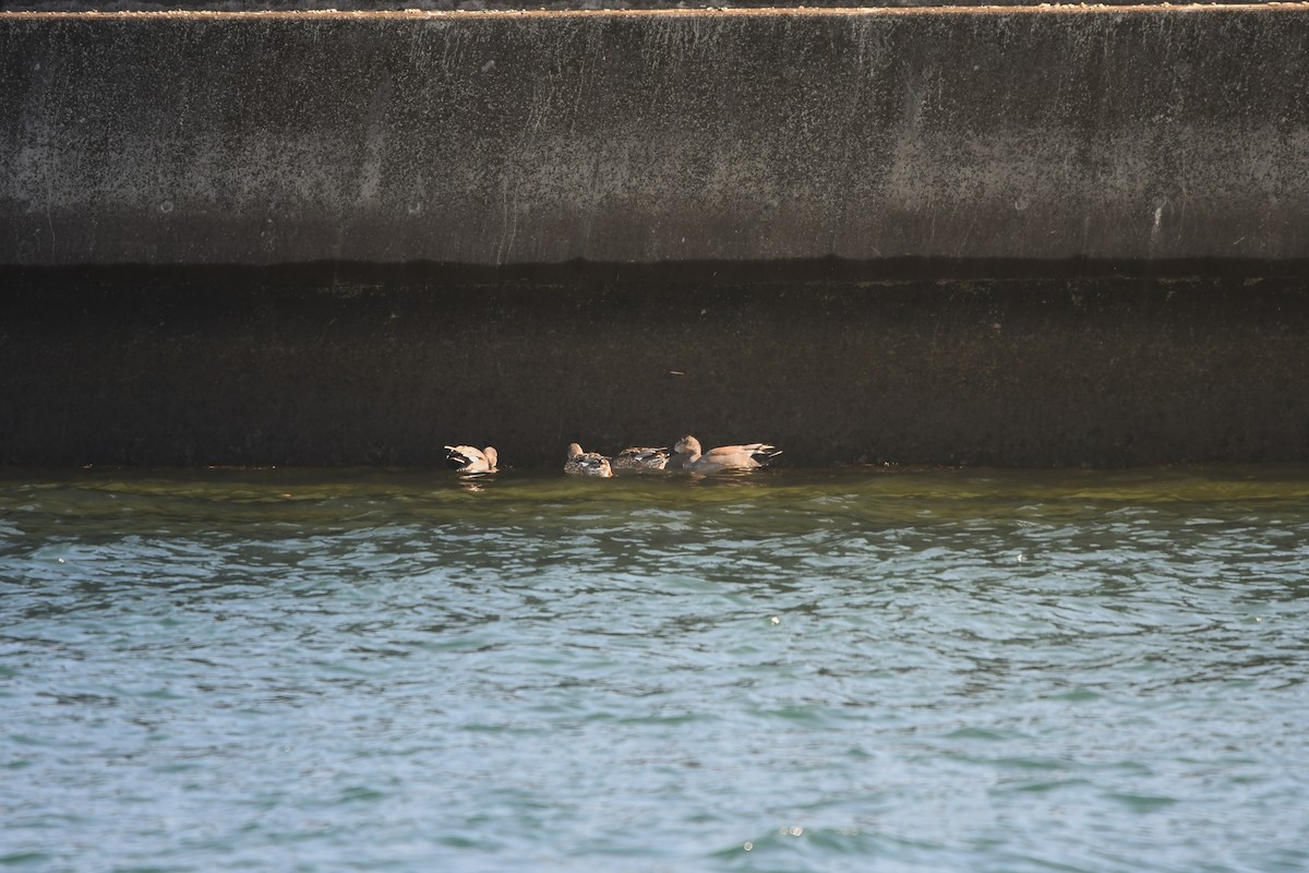 赤膀鴨 - ML645198262