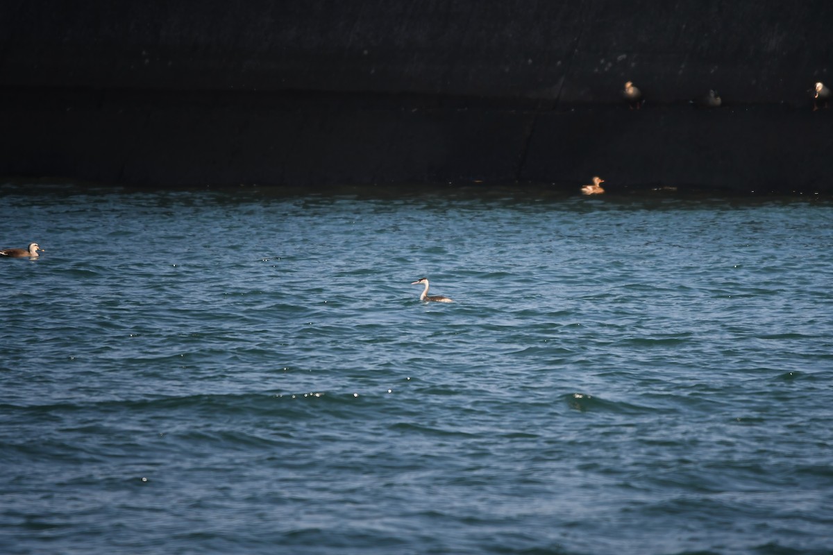 冠鸊鷉 - ML645198264