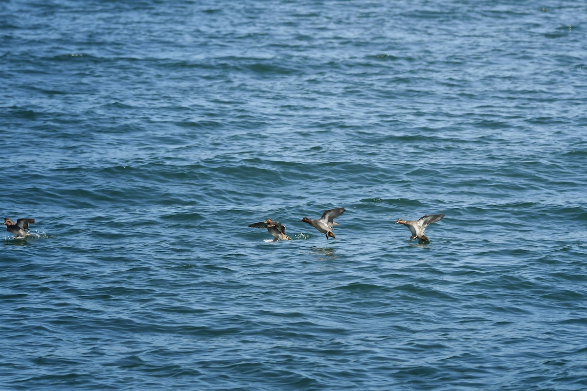 小水鴨 - ML645198266