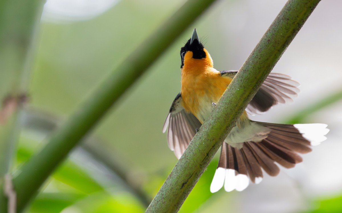 Australian Spectacled Monarch - ML645198268