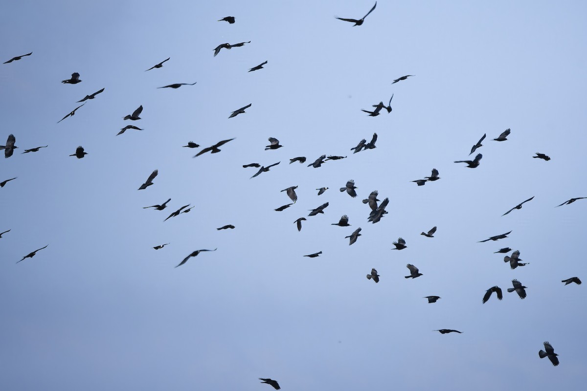 東方寒鴉 - ML645198274