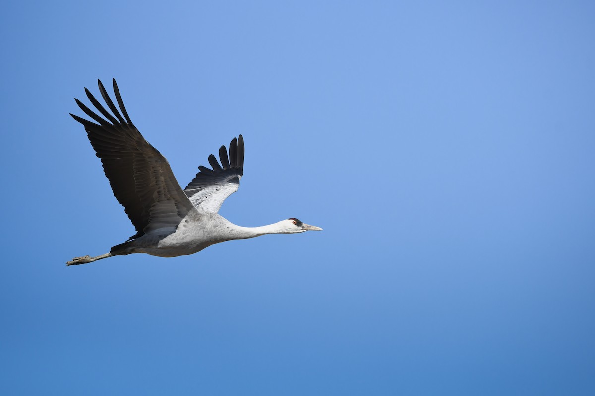 白頭鶴 - ML645198275