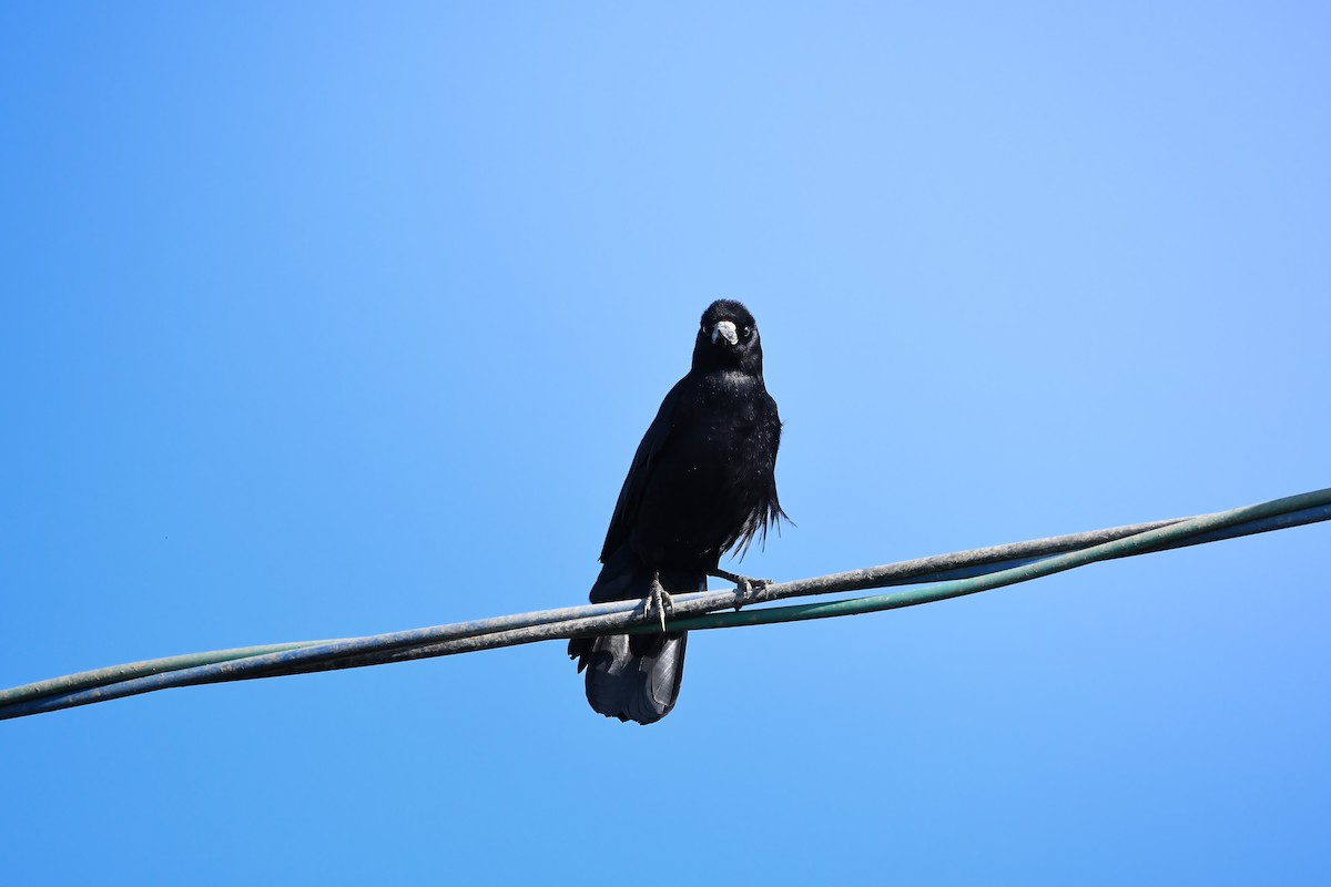 禿鼻鴉 - ML645198278