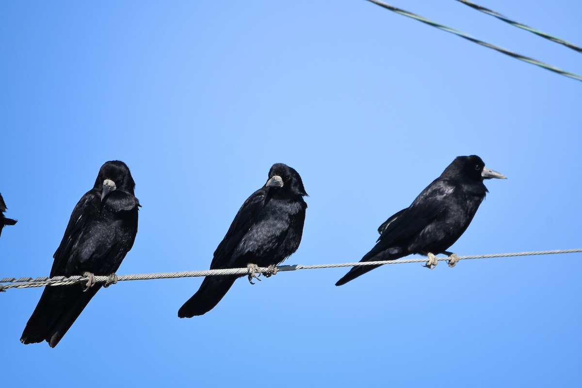 禿鼻鴉 - ML645198279