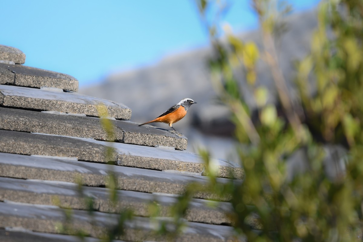 黃尾鴝 - ML645198281