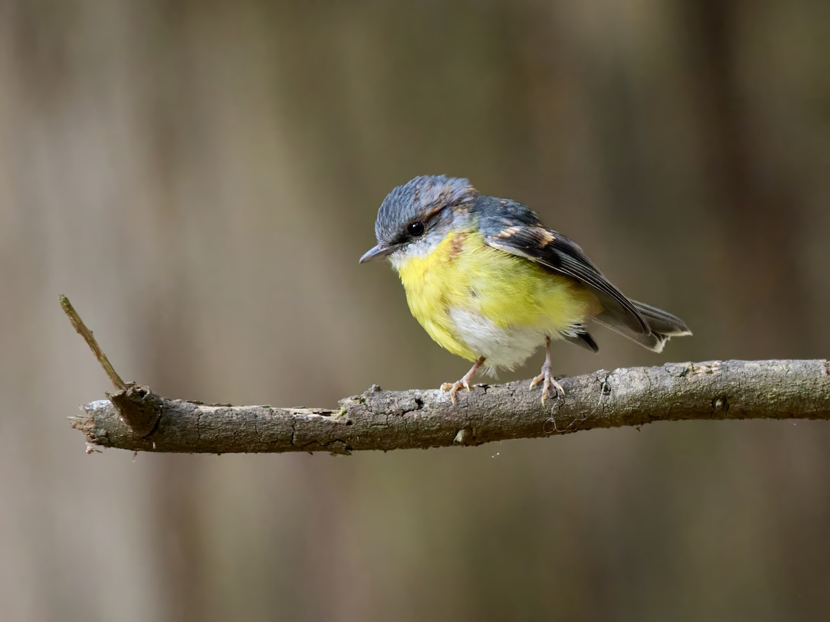 Doğulu Sarı Bülbül - ML645198283