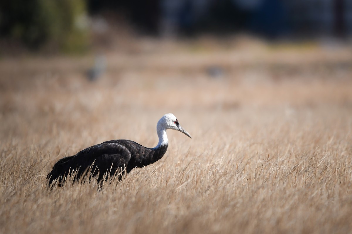 白頭鶴 - ML645198285
