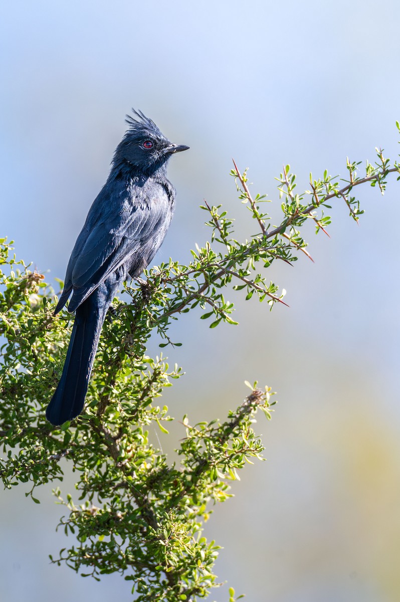 Phainopepla - ML645198298