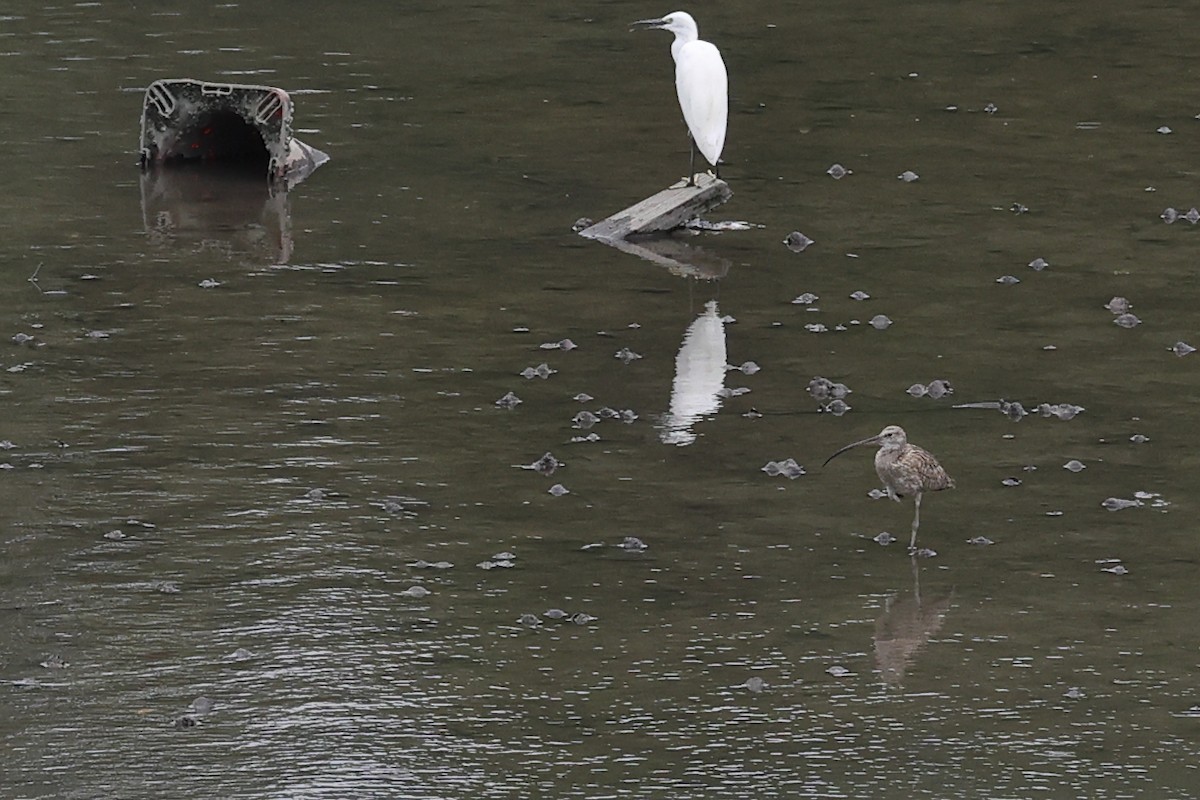 Eurasian Curlew - ML645198300