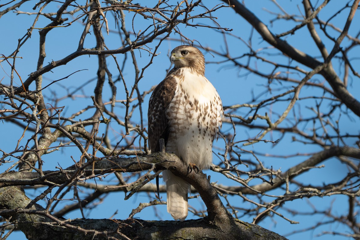 Red-tailed Hawk (borealis) - ML645198301