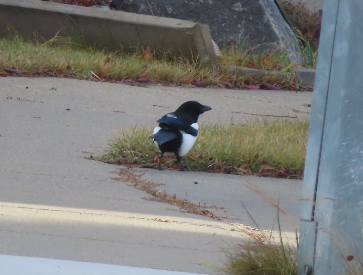 Сорока канадська - ML645198302