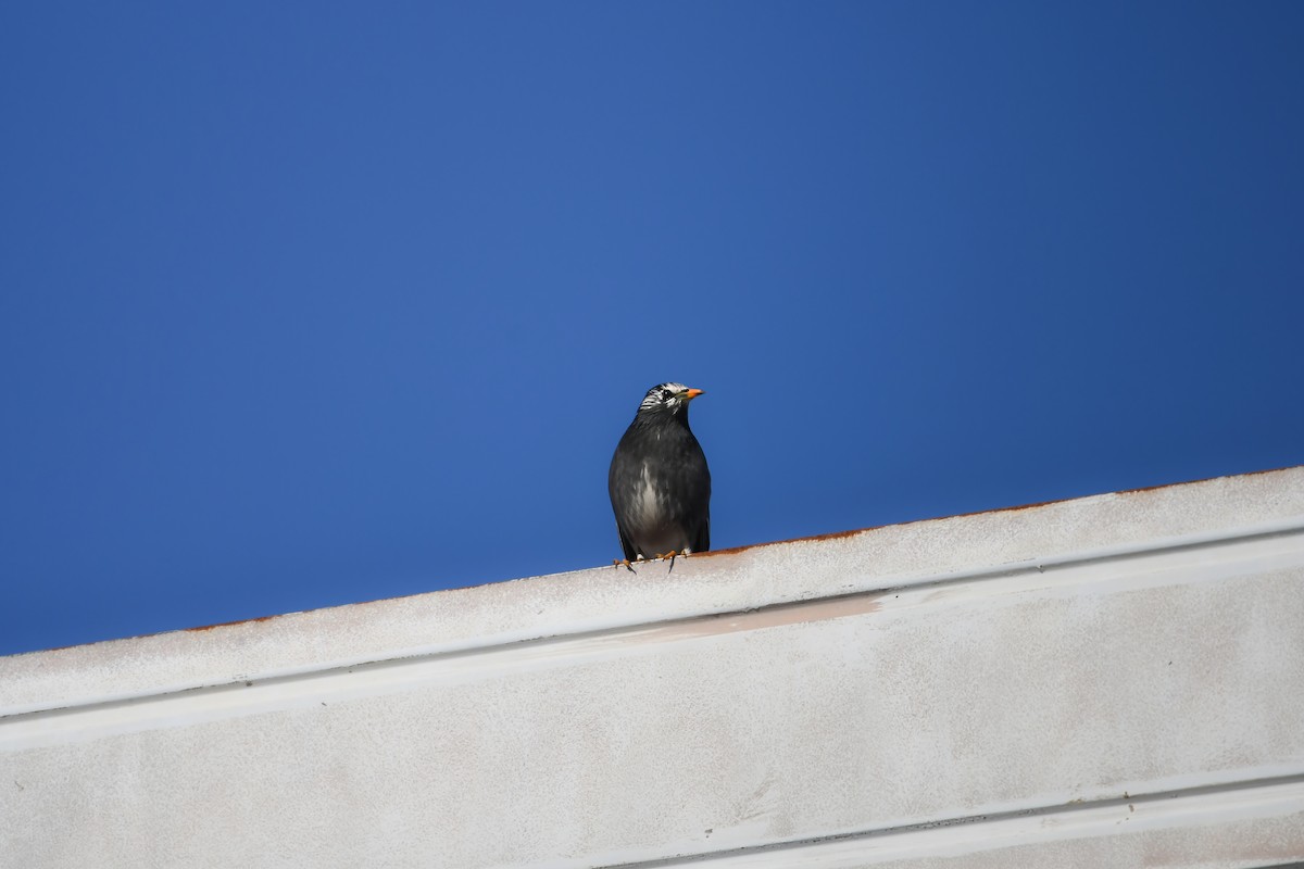 灰椋鳥 - ML645198303