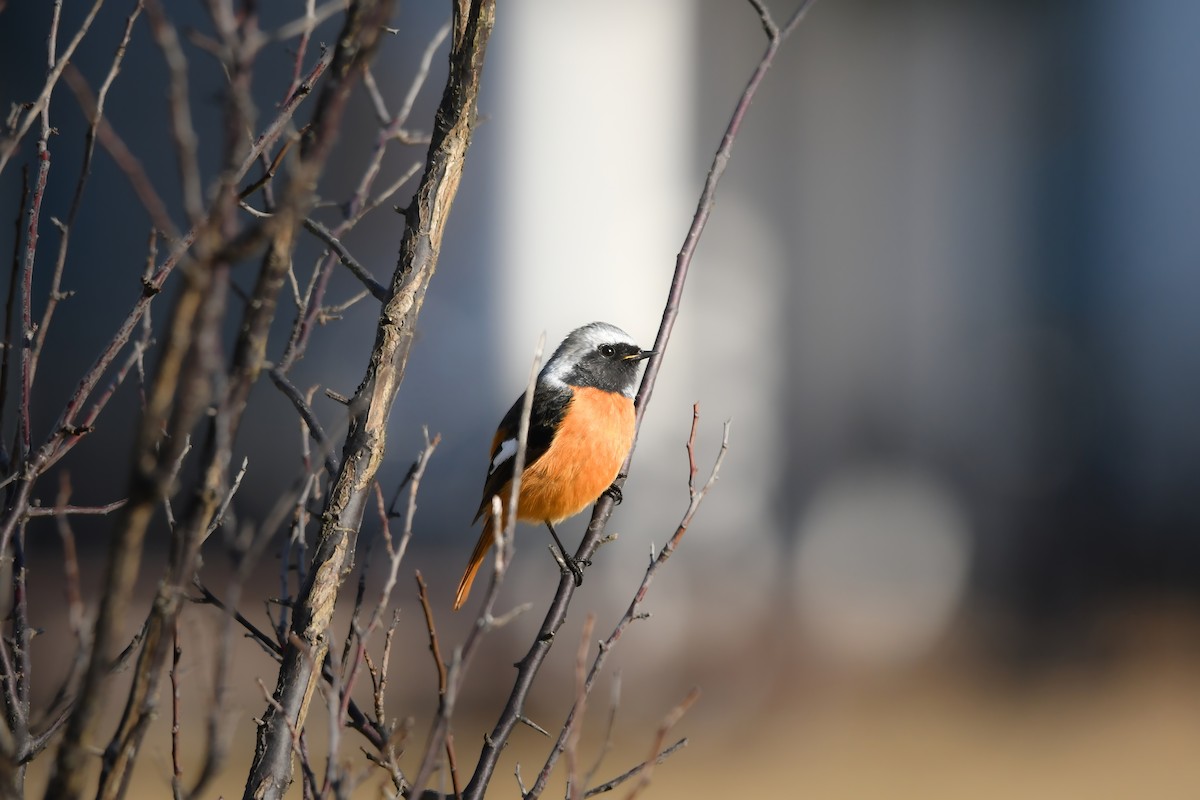 黃尾鴝 - ML645198305