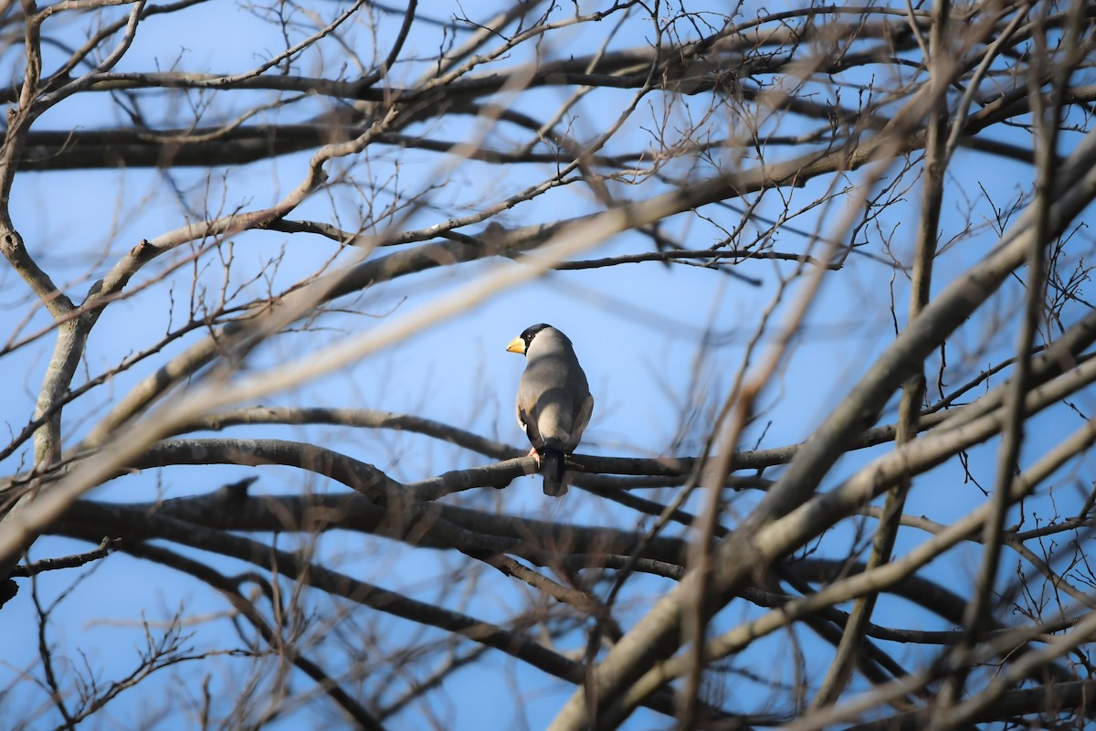 桑鳲 - ML645198307