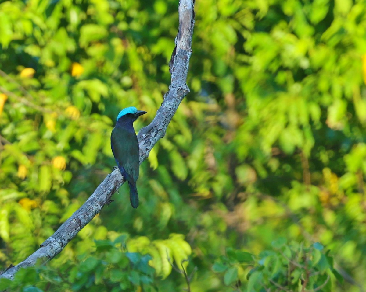 Rollier de Temminck - ML645198308