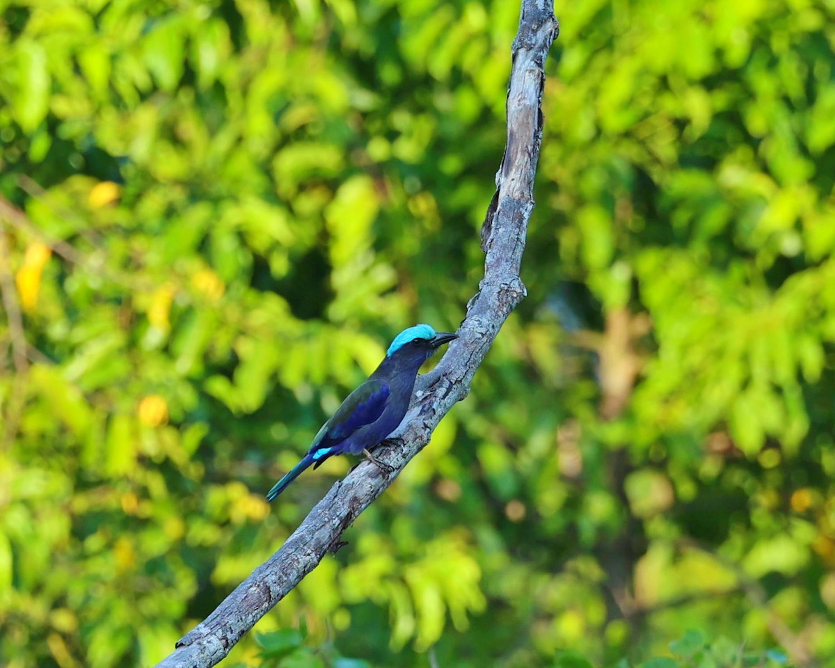 Rollier de Temminck - ML645198309