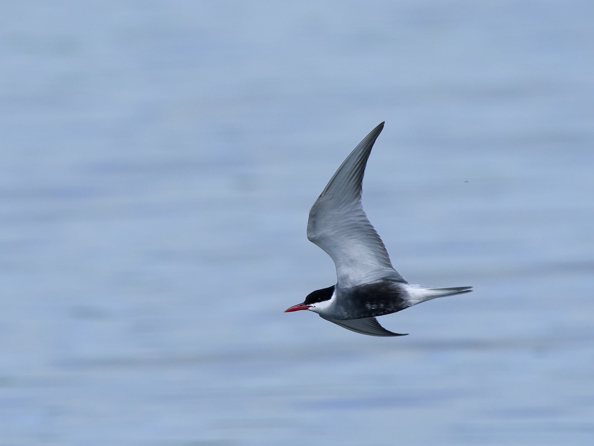 Whiskered Tern - ML645198313