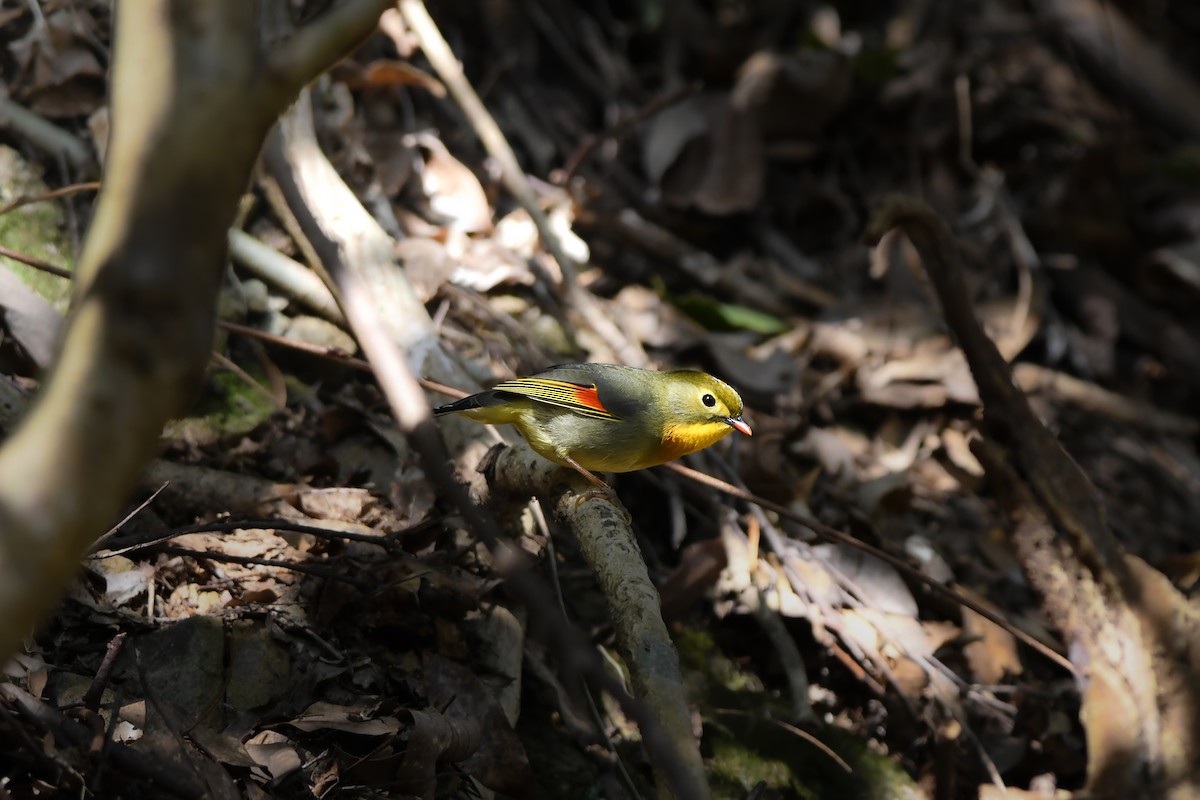紅嘴相思鳥 - ML645198315