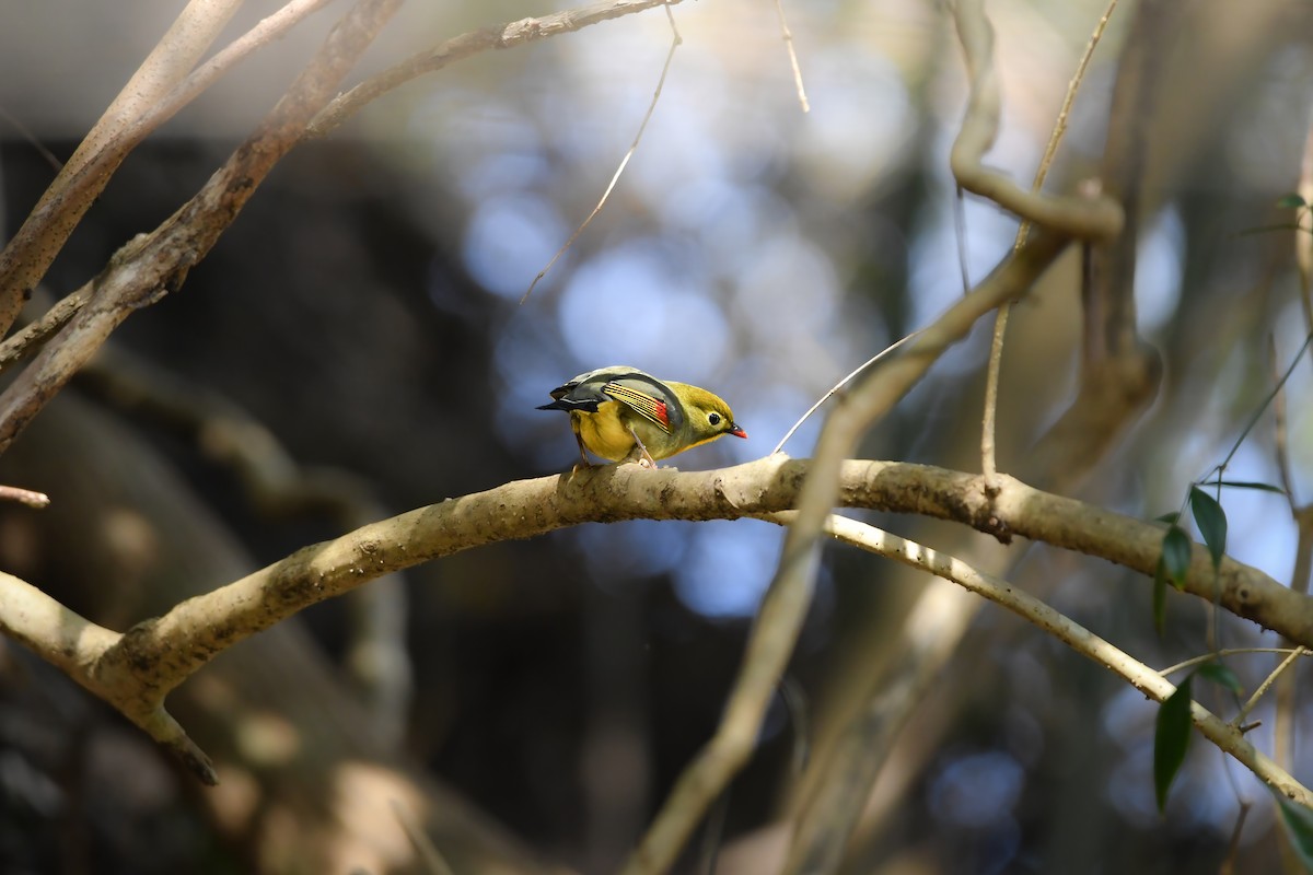 紅嘴相思鳥 - ML645198316