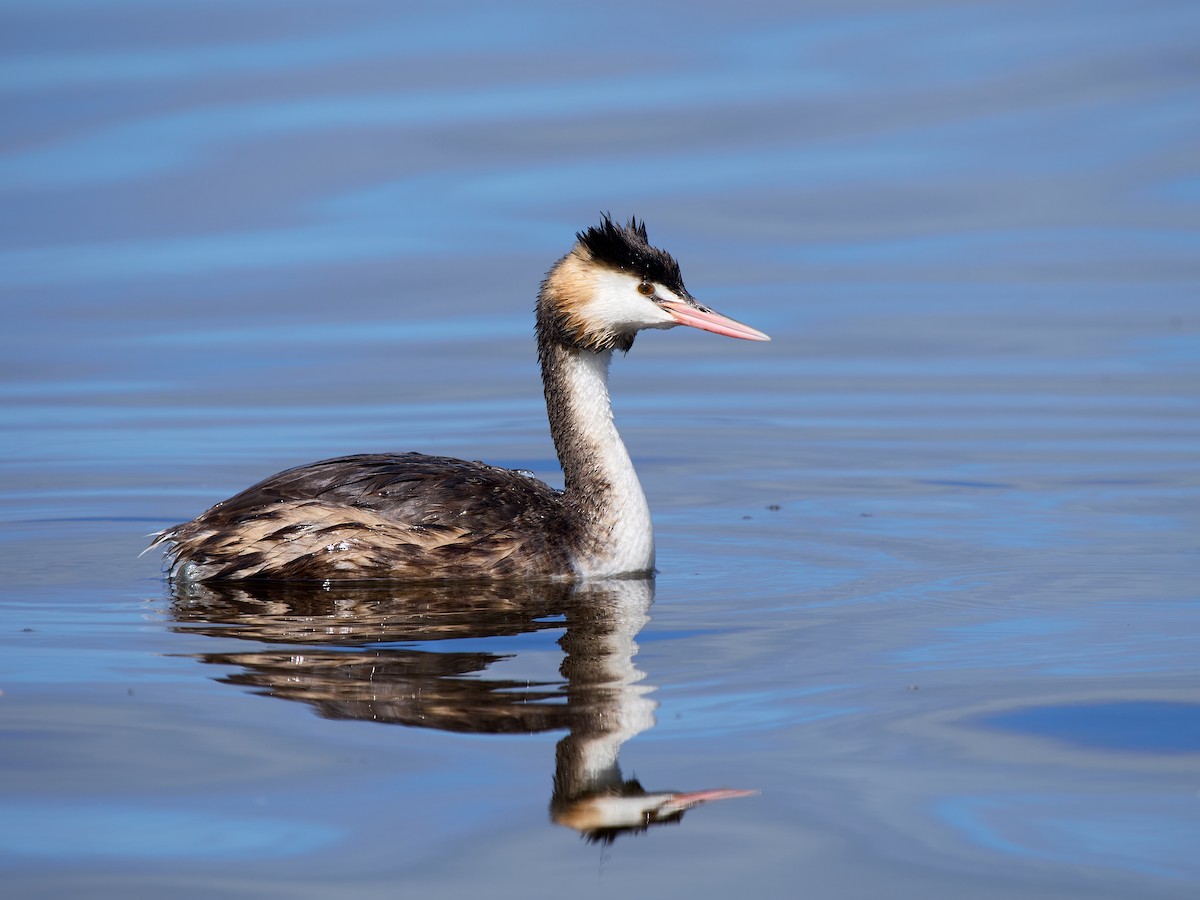 Great Crested Grebe - ML645198318