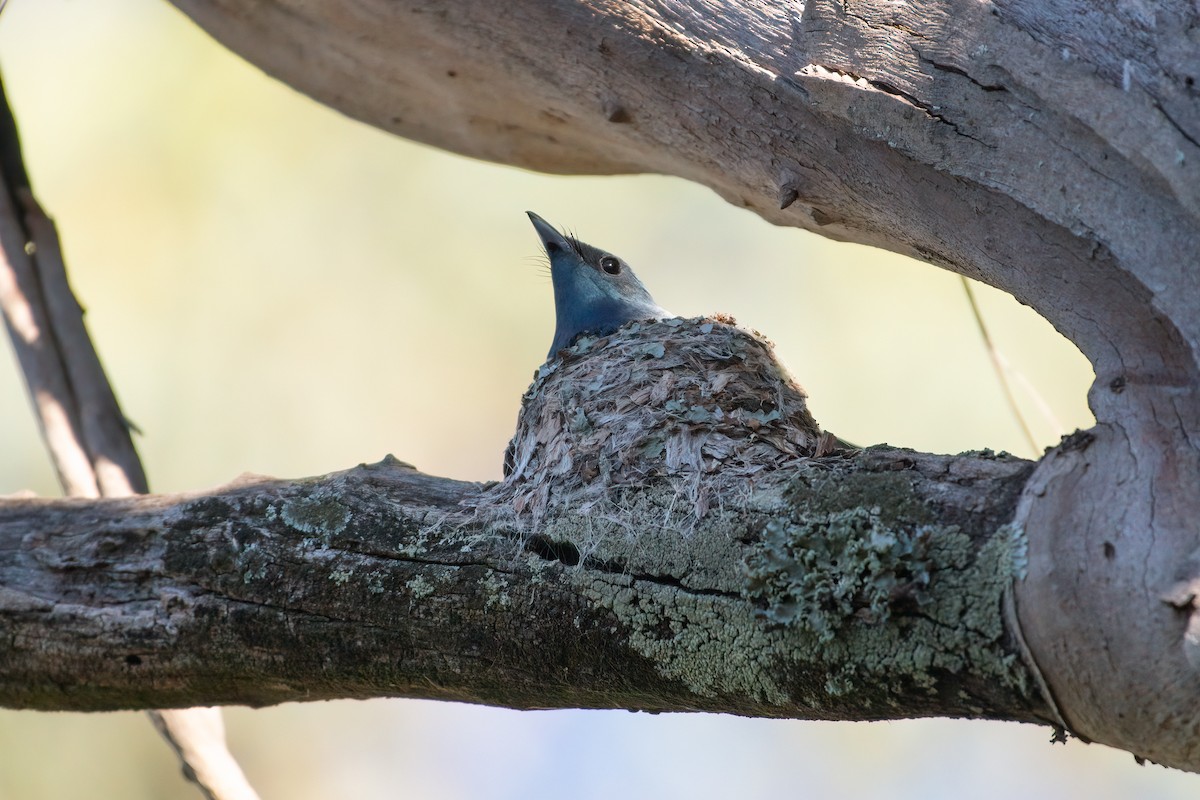 Leaden Flycatcher - ML645198319