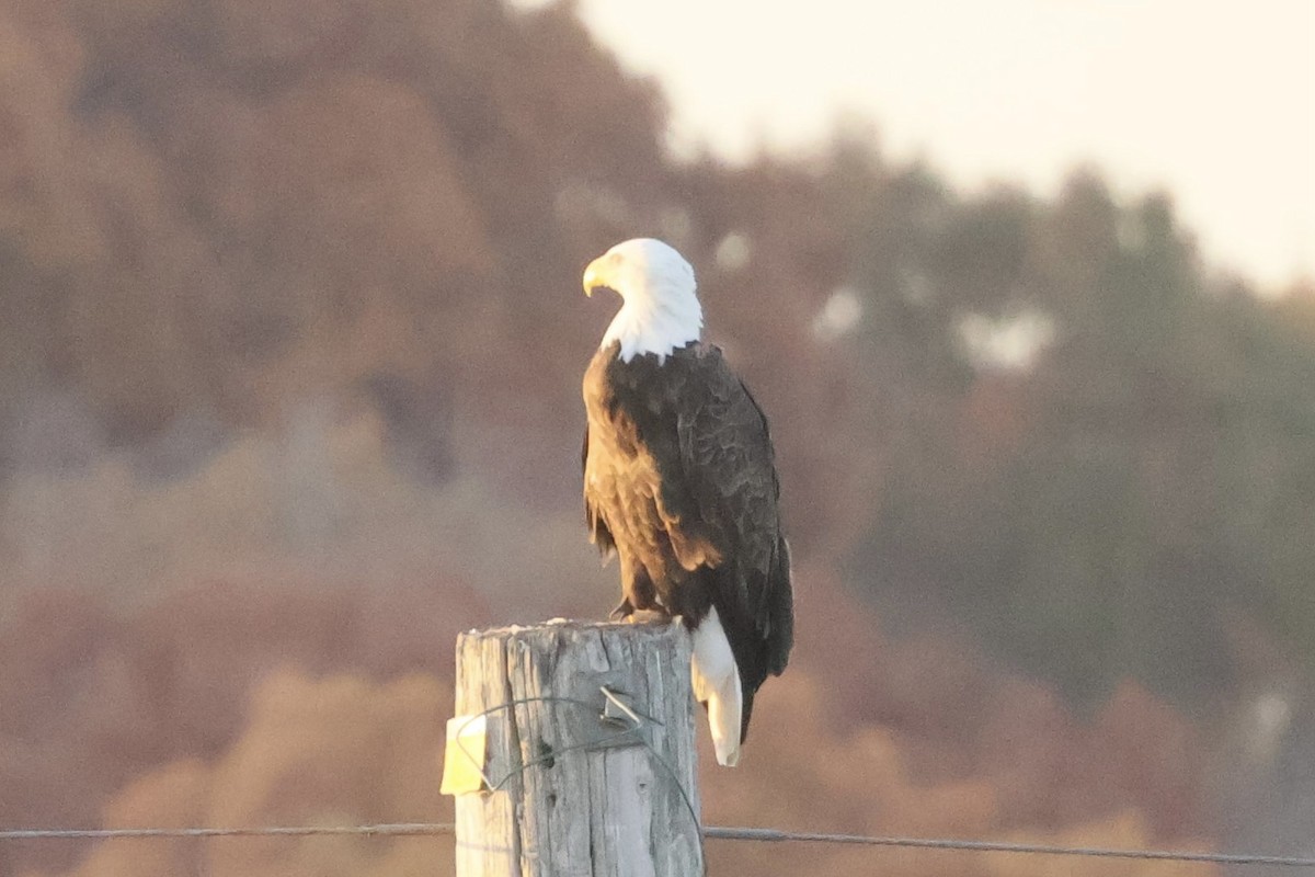 Белоголовый орлан - ML645198323